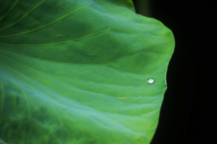 A lotus leaf with a droplet of water